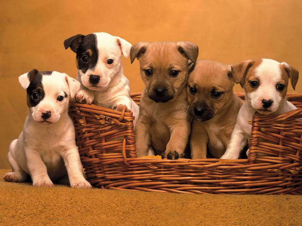Cute Dog Family Basket Wallpaper