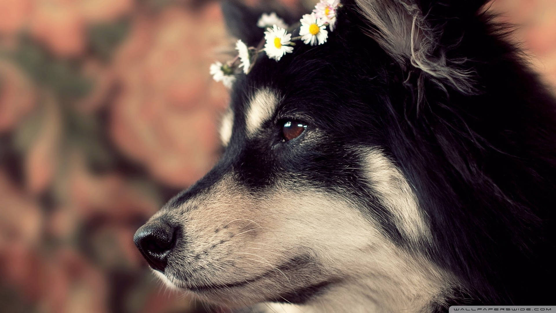 Cute Dog Floral Crown Wallpaper