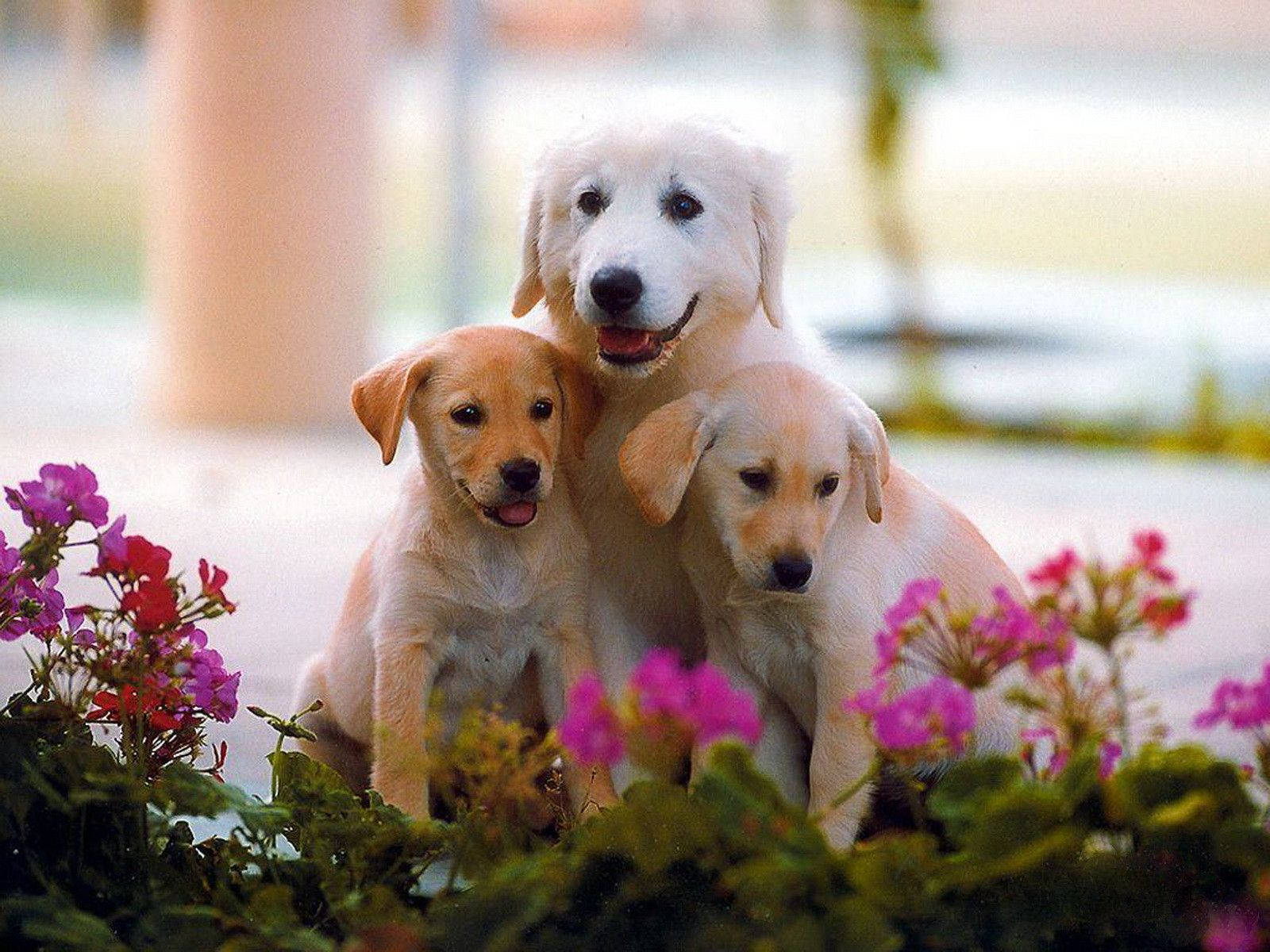 Cute Dog Flowering Family Wallpaper