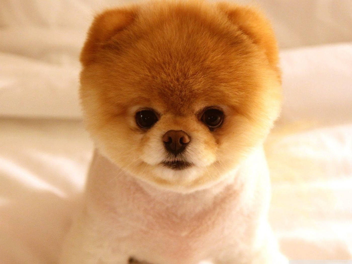 Cute Dog Pomeranian Round Haircut Wallpaper