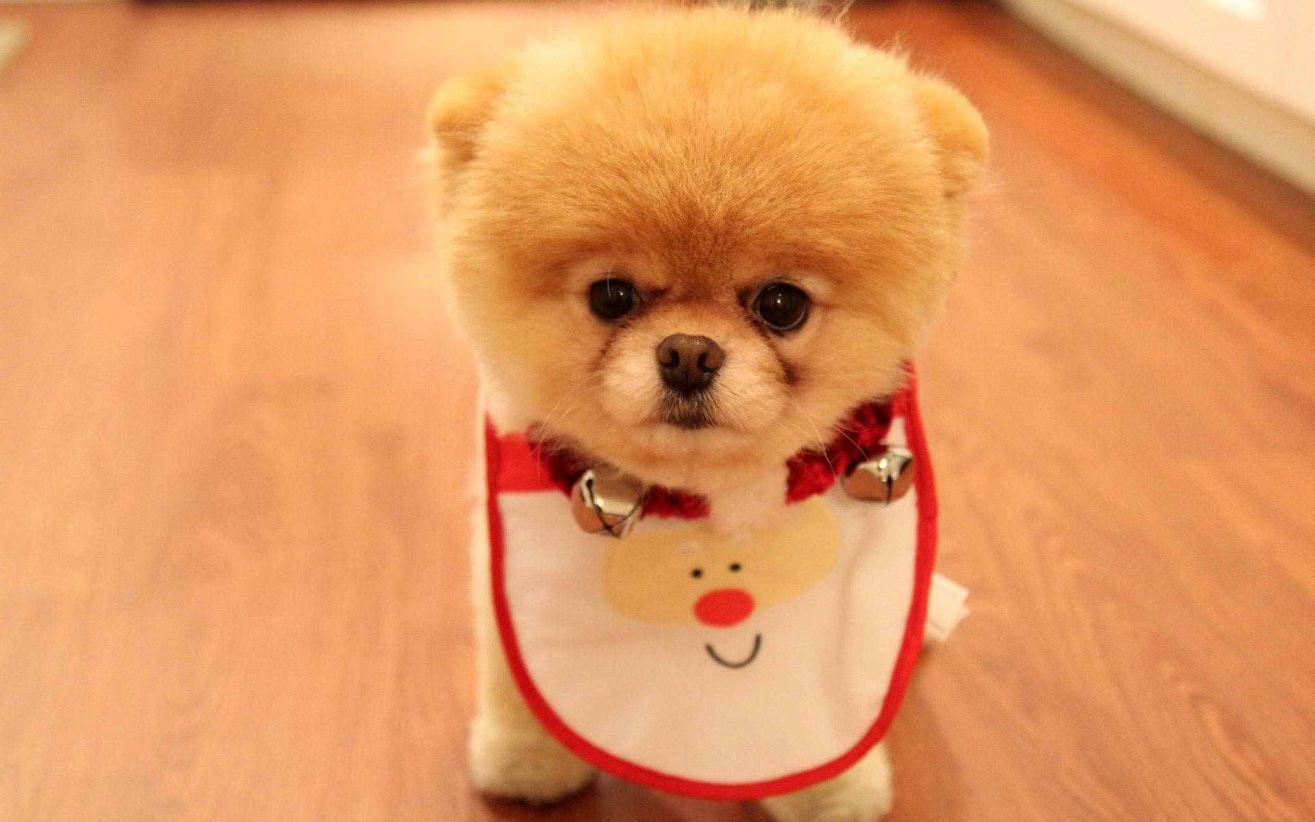 Cute Dog Pomeranian Santa Bib Wallpaper