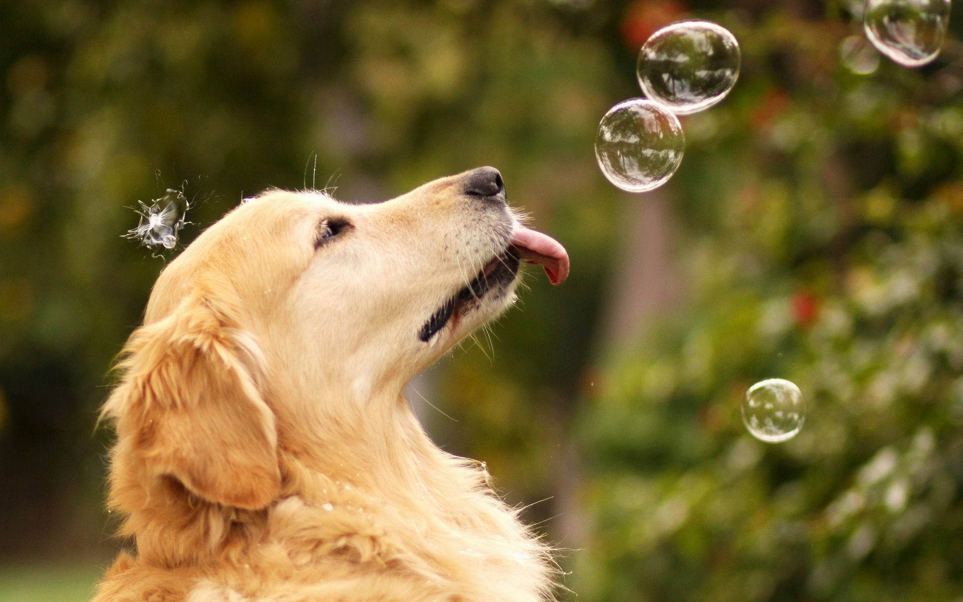 Cute Dog Popping Bubbles Wallpaper