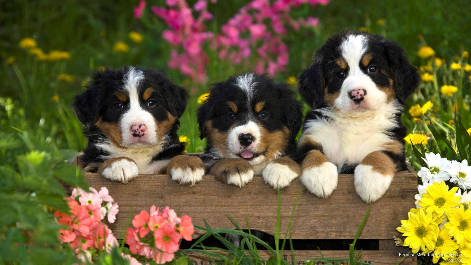 Cute Dog Puppies On Garden Fence Wallpaper