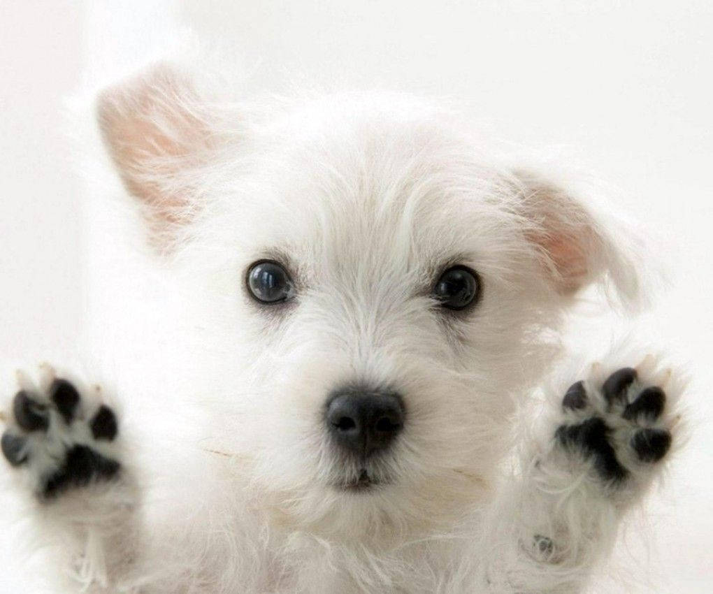 Cute Dog Raising Little Paws Wallpaper