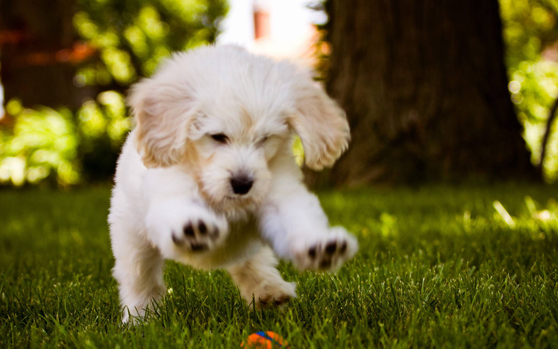 Cute Dog Running On Grass Wallpaper
