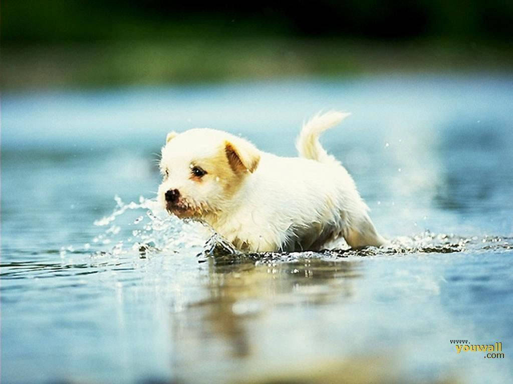 Cute Dog Running On Water Wallpaper