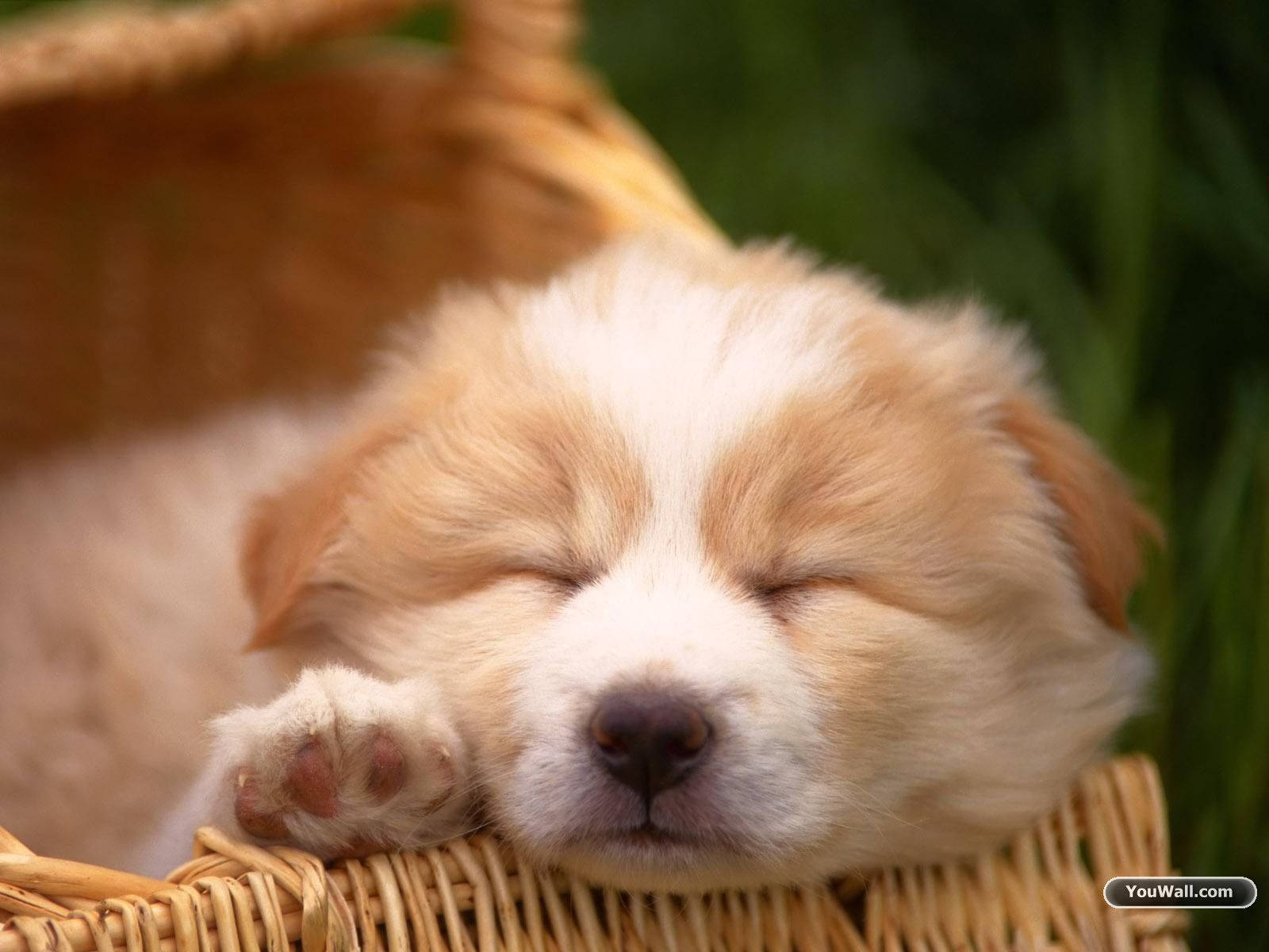 Cute Dog Sleeping On Basket Wallpaper
