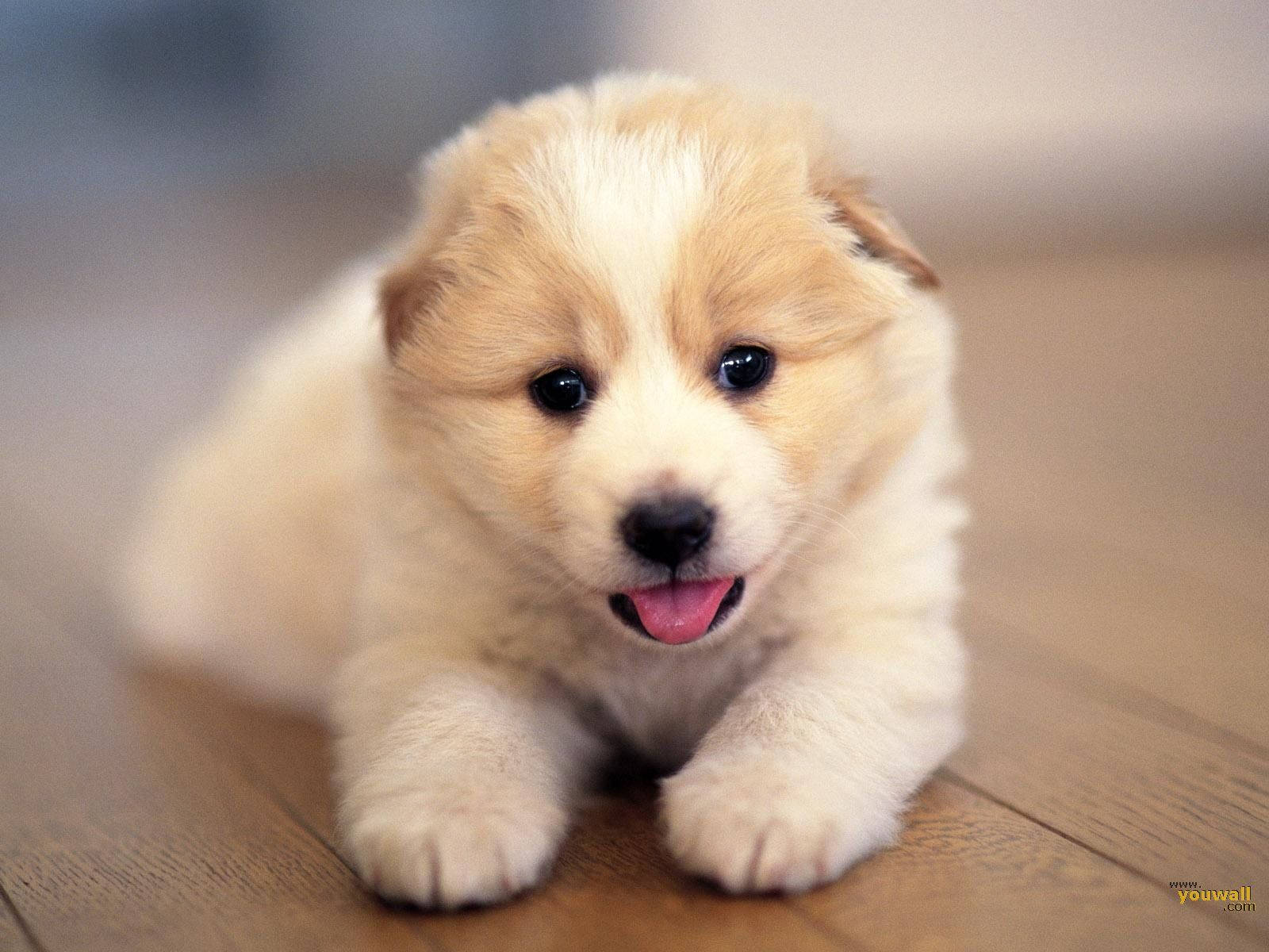 Cute Dog Small Tongue Out Wallpaper