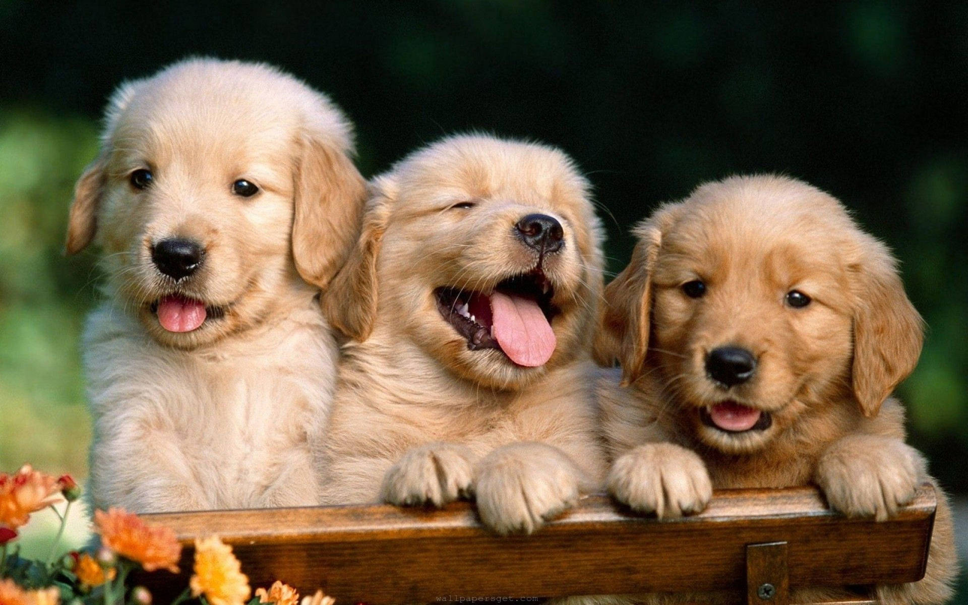 Cute Dog Three Golden Retriever Wallpaper