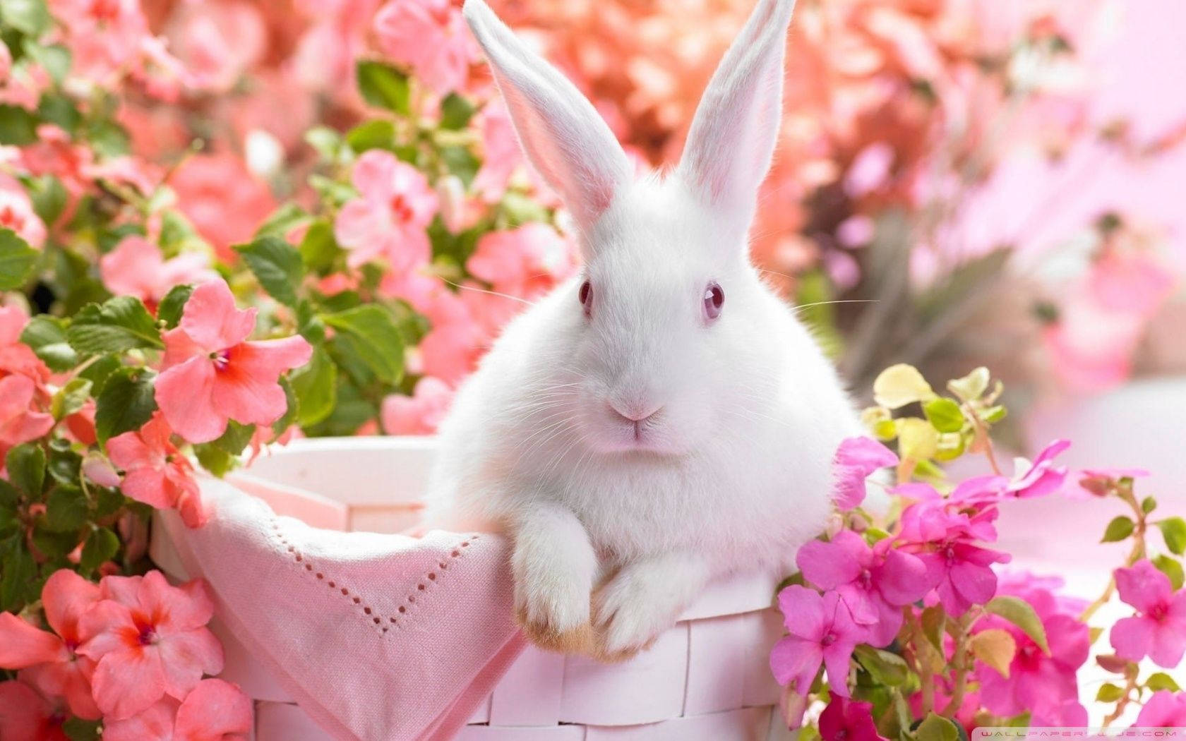 Cute Easter Bunny Aesthetic Wallpaper