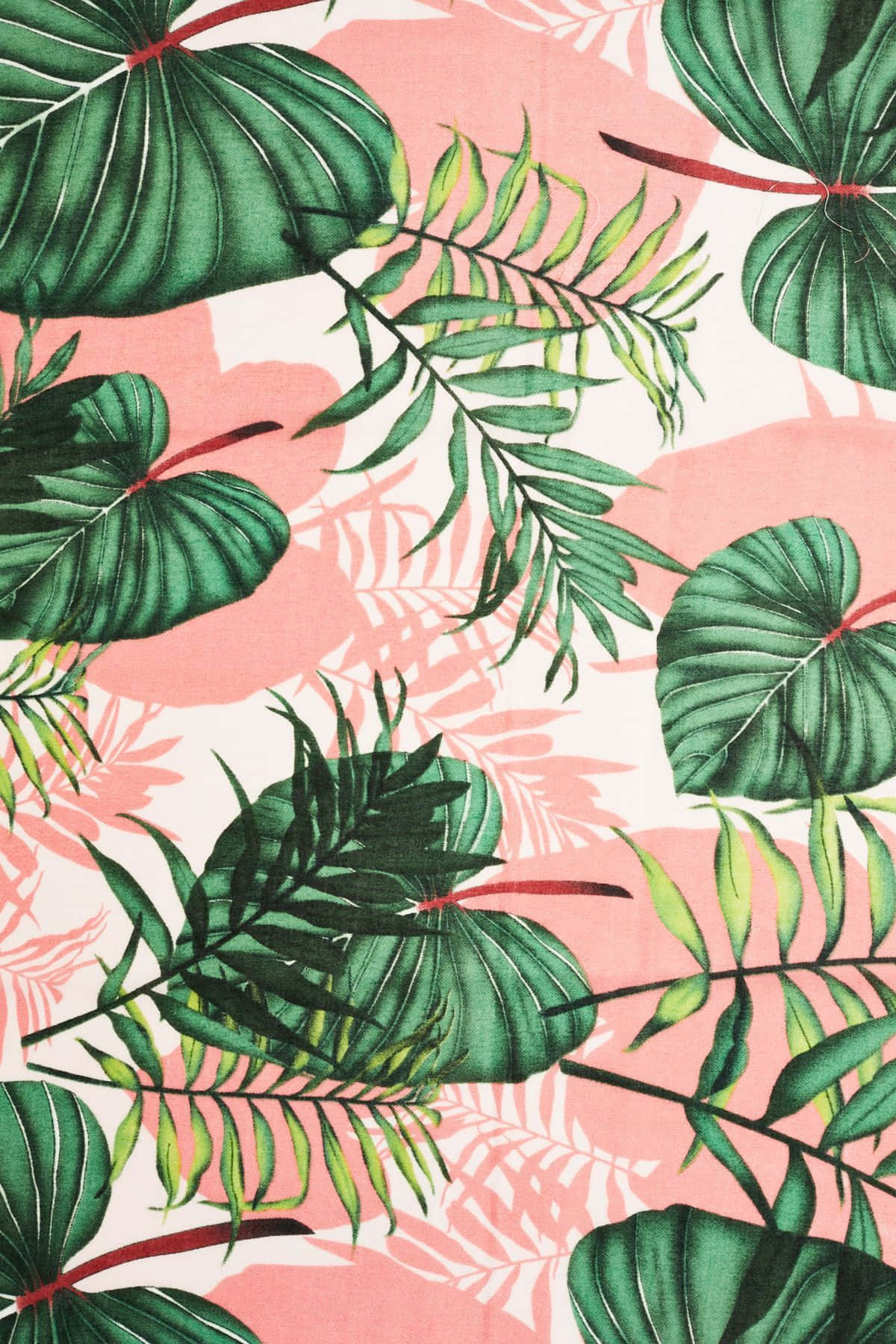 Cute Elephant Ear Plant Leaves Wallpaper