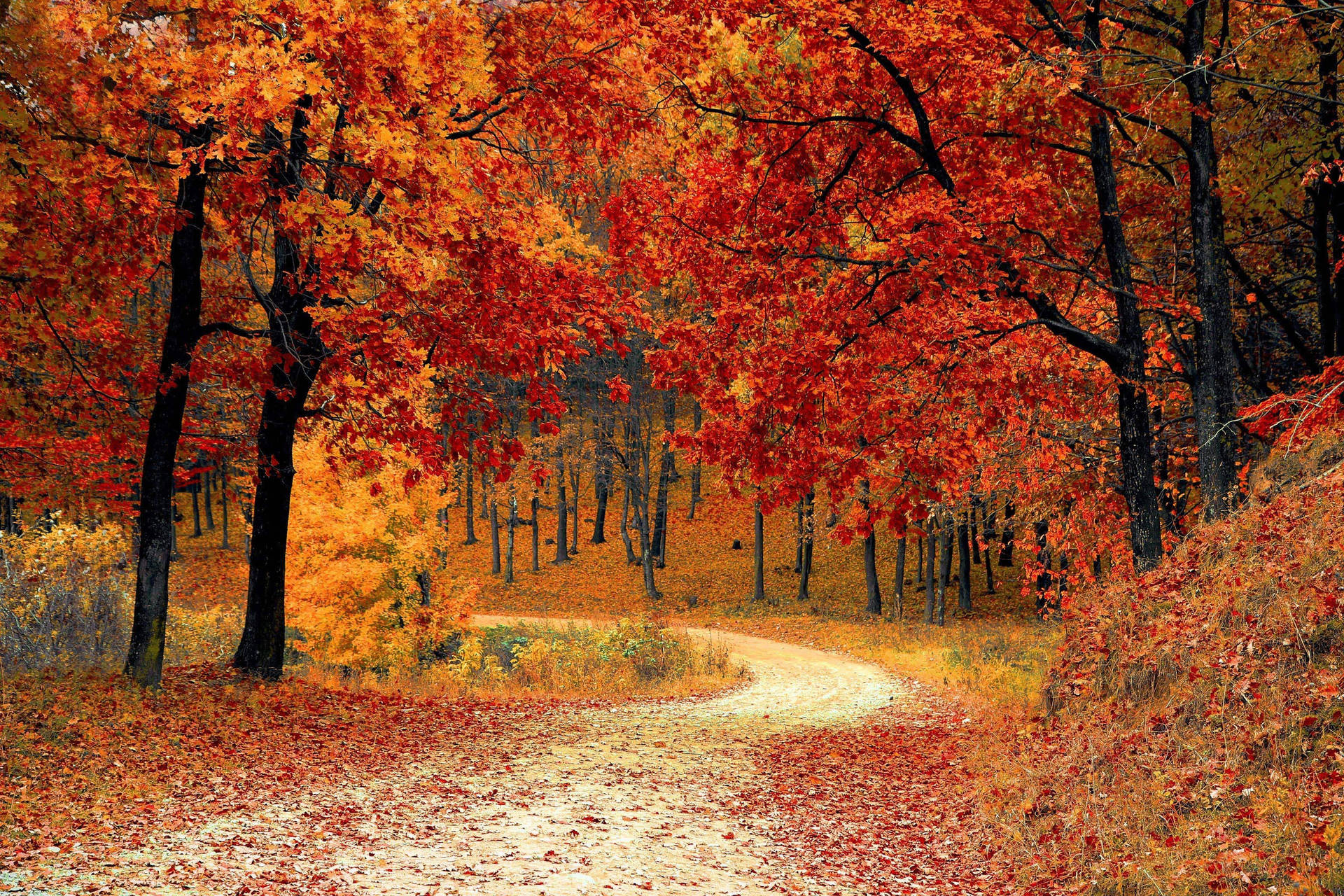 Cute Fall Aesthetic Forest Path Wallpaper