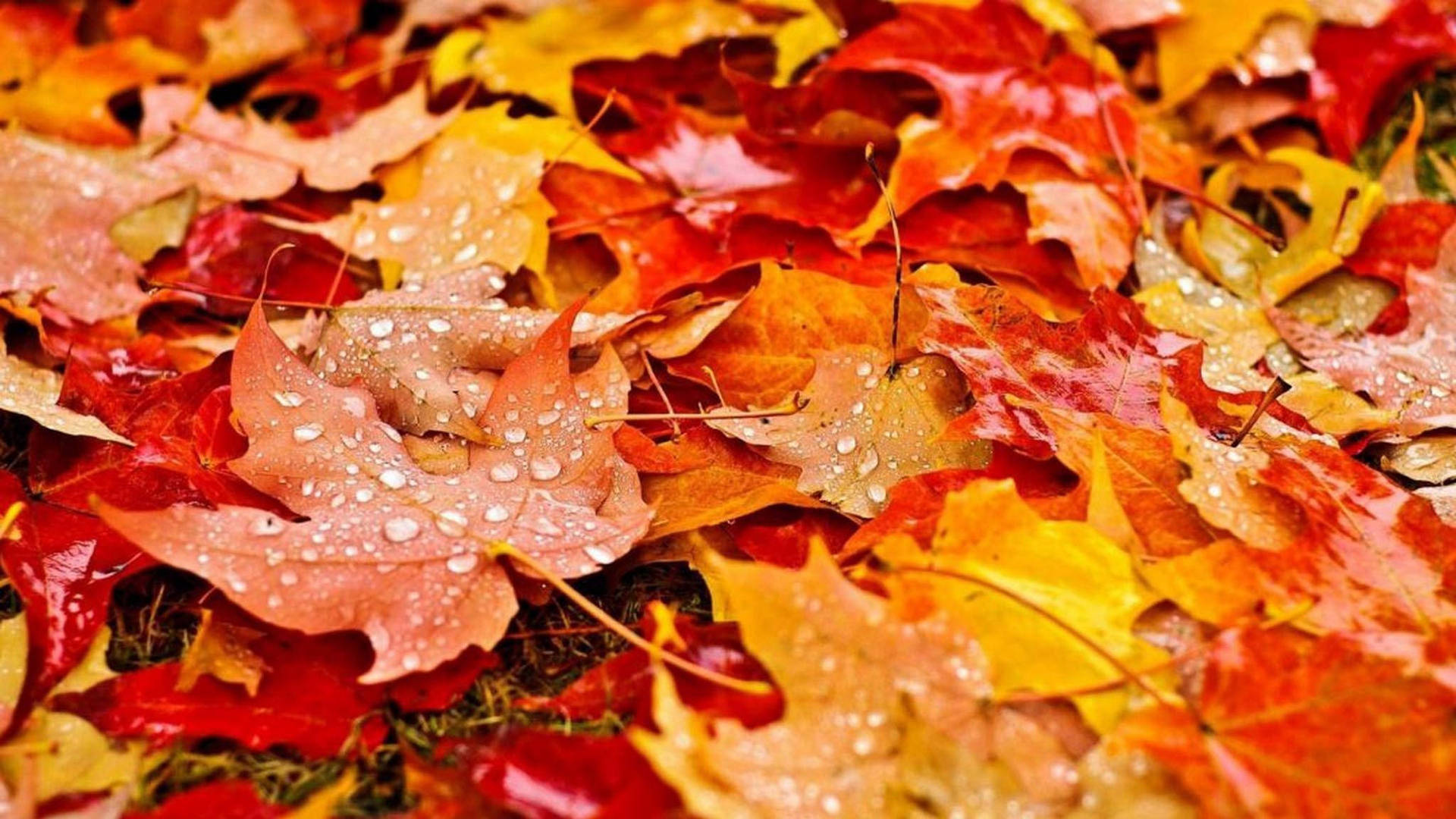Cute Fall Aesthetic Leaves With Raindrops Wallpaper