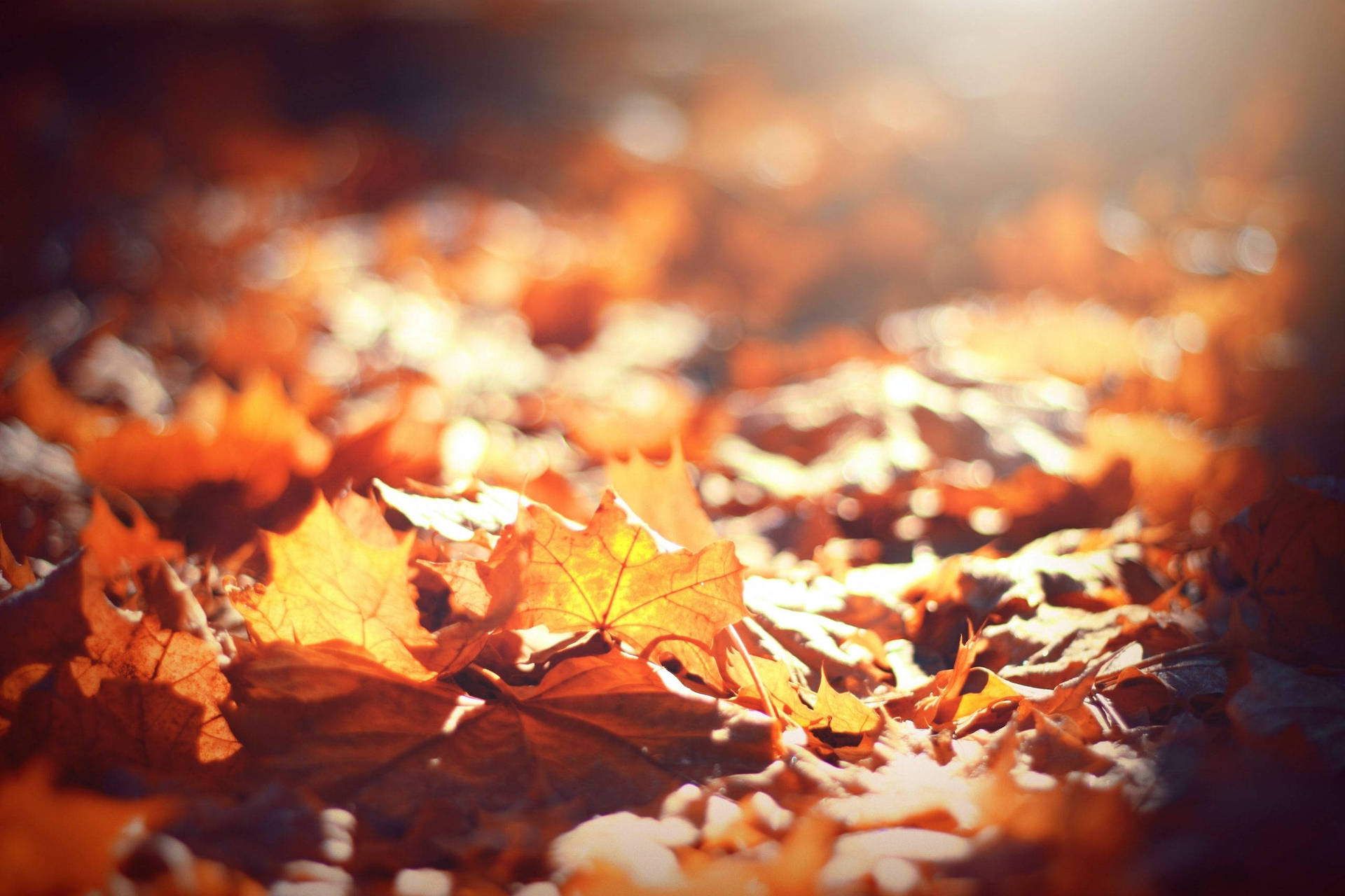 Cute Fall Aesthetic Of Maple Leaves Wallpaper