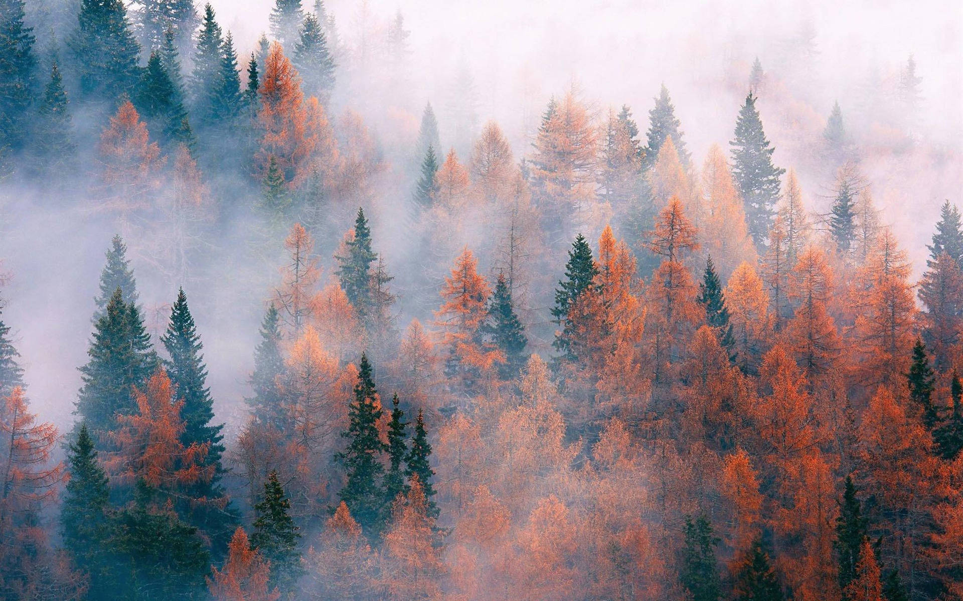 Cute Fall Aesthetic Of Misty Pine Wallpaper