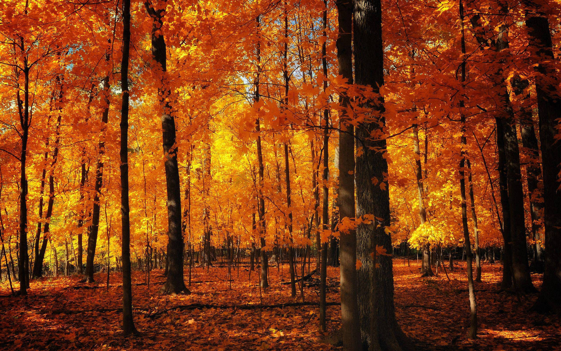 Cute Fall Aesthetic Photograph Of Forest Wallpaper