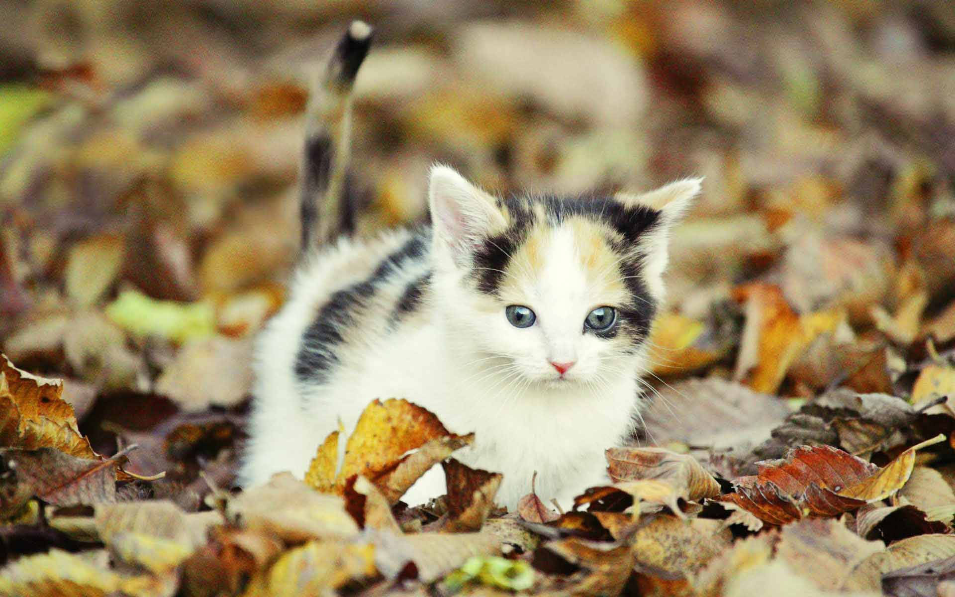 Cute Fall Kitten Wallpaper