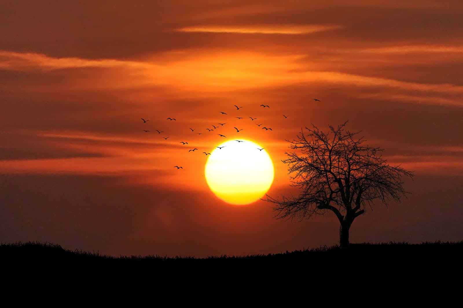 Cute Flock Of Birds And A Tree At Sunset Wallpaper