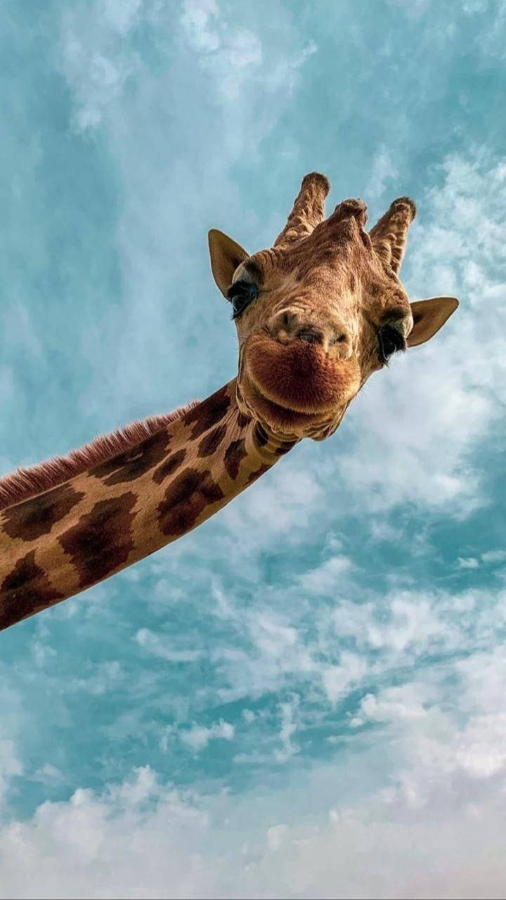Cute Giraffe Animal Wallpaper