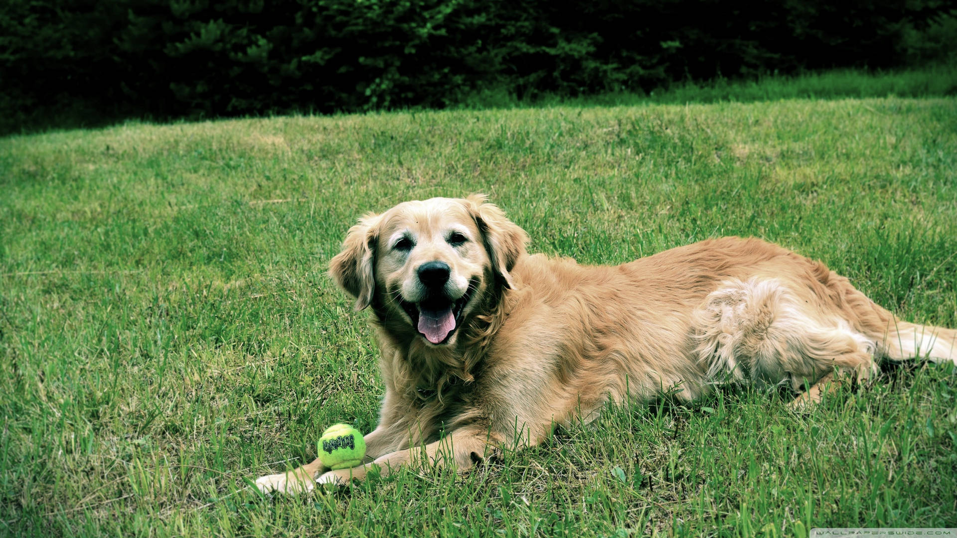 Cute Golden Retriever Dog On Grass Wallpaper