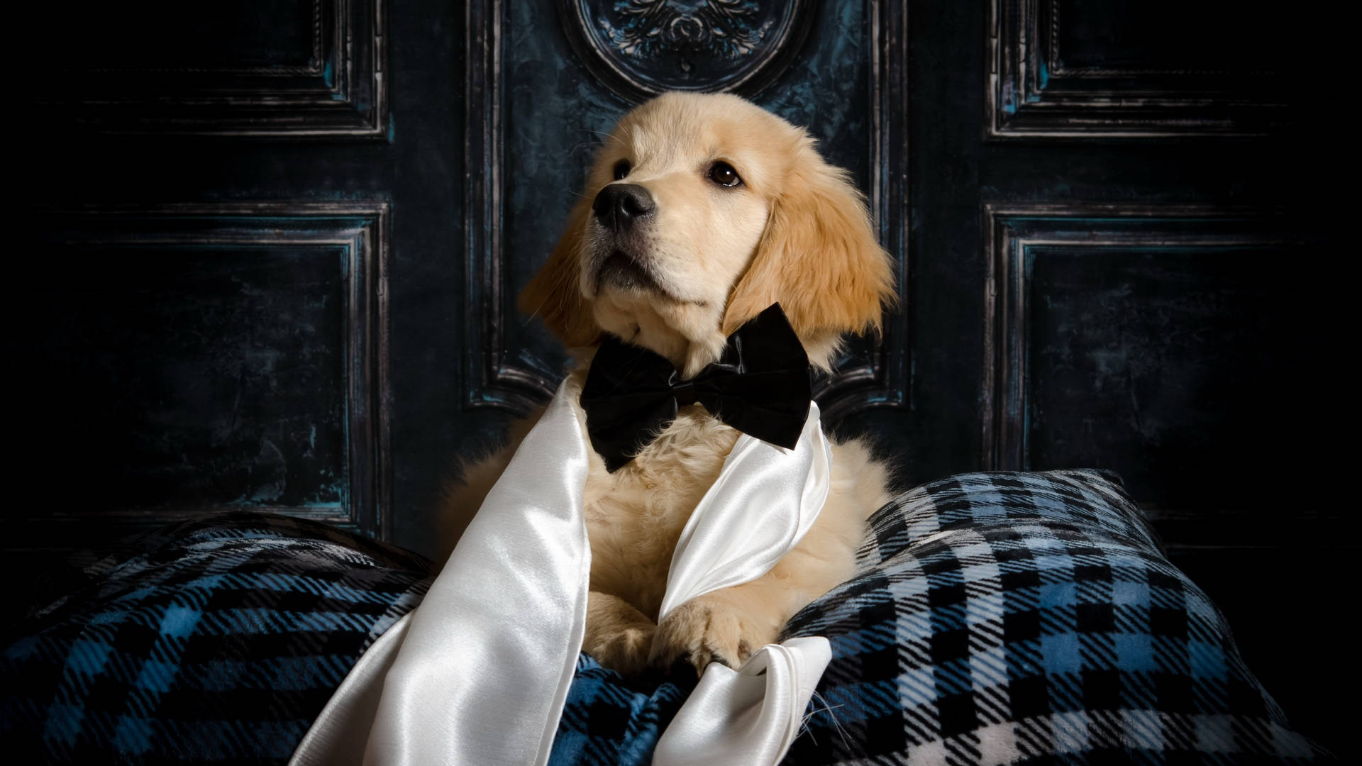 Cute Golden Retriever Dog With Bowtie Wallpaper