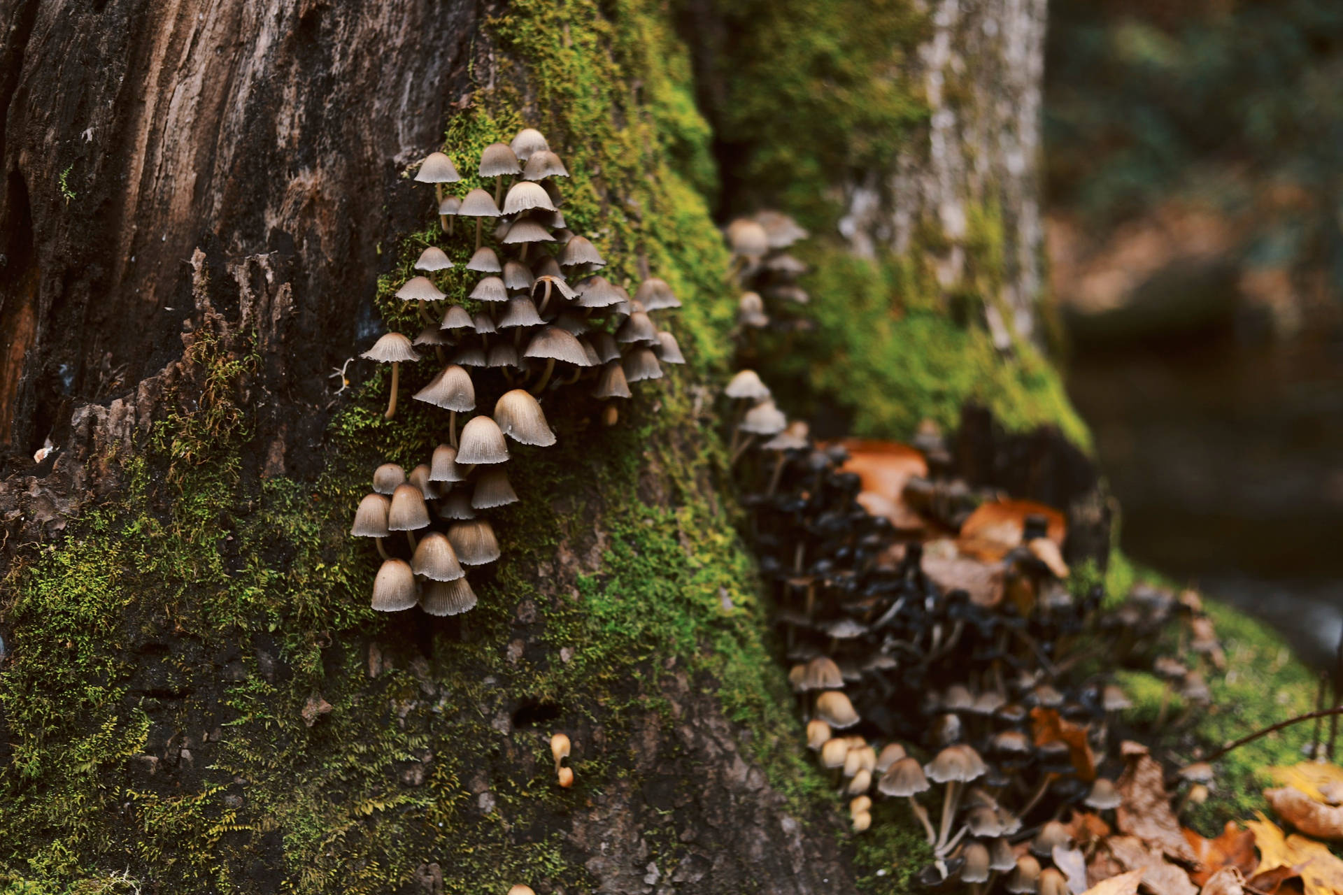 Cute Gray Mushrooms On Mossy Tree Wallpaper