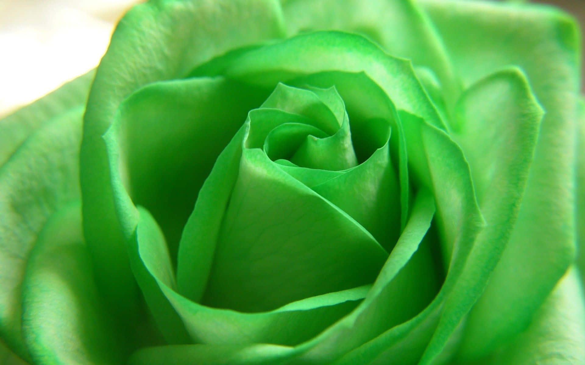Cute Green Rose Close-up Wallpaper