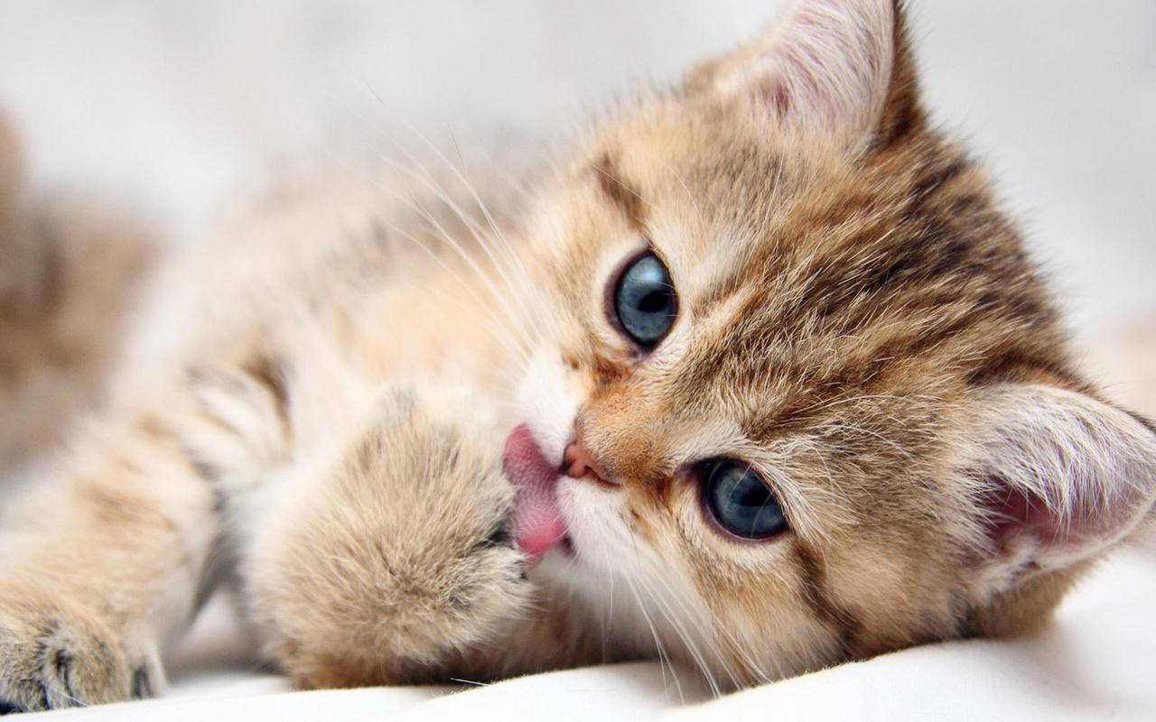 Cute Kitten Licking Its Paws Wallpaper