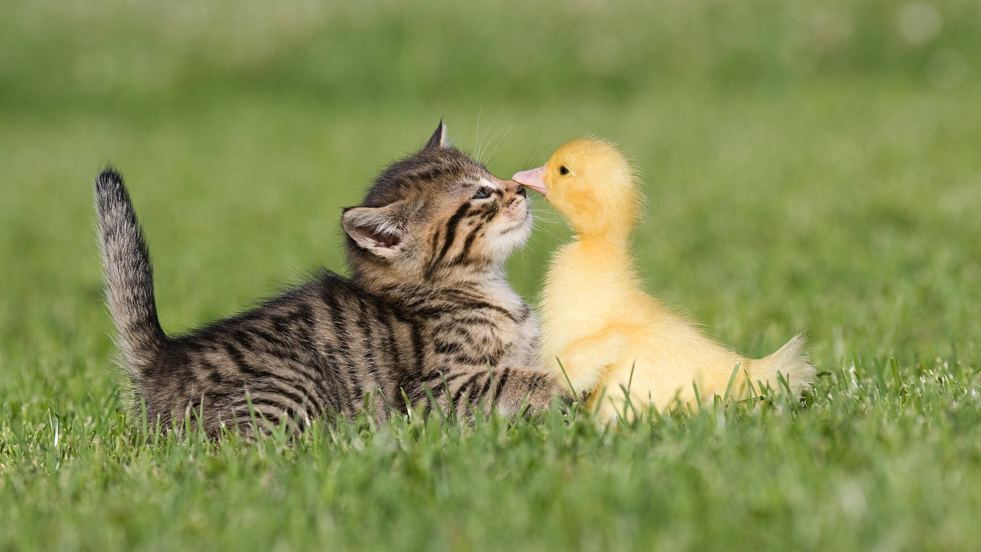 Cute Kitty And Duck Kiss Wallpaper