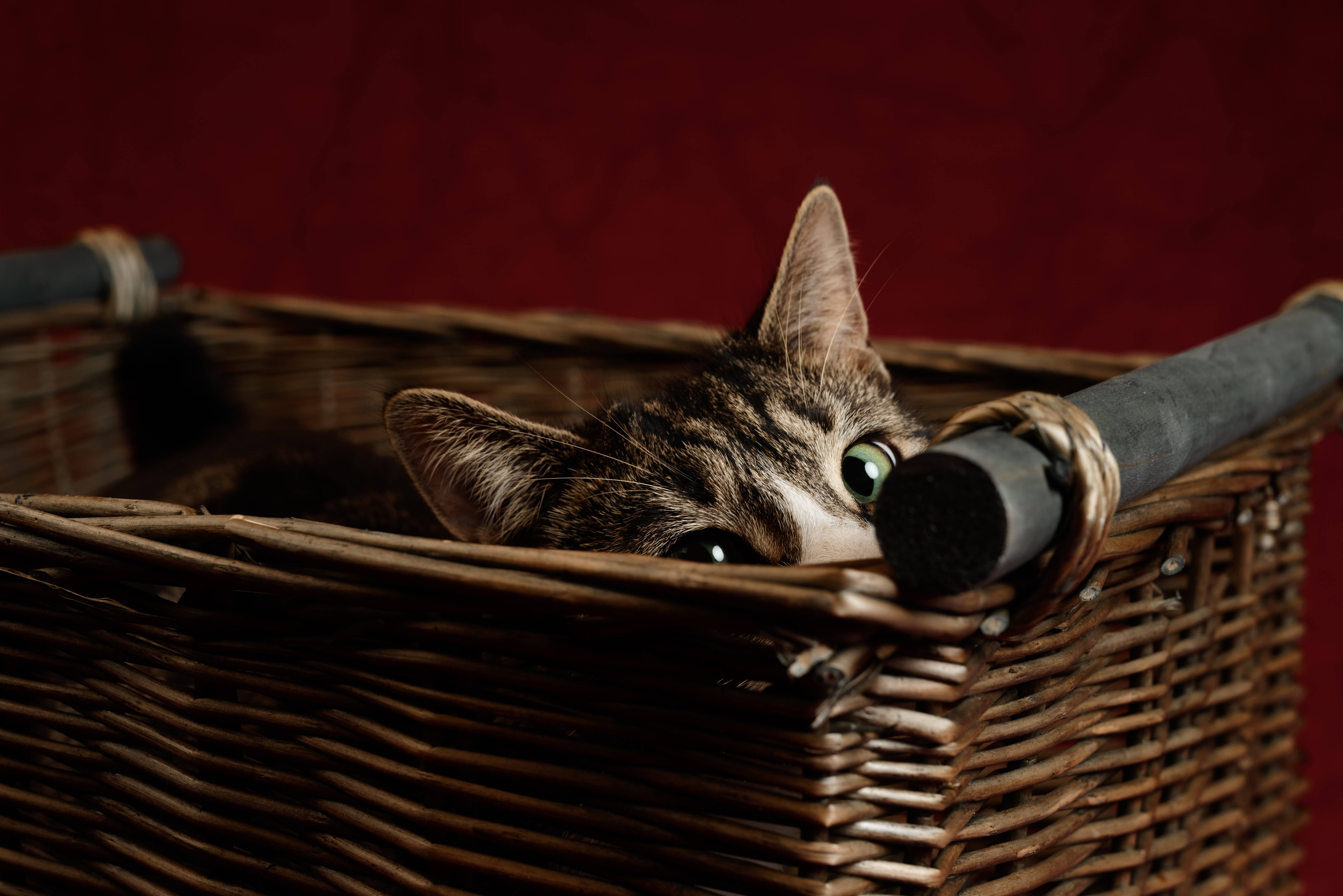 Cute Kitty In A Basket Wallpaper