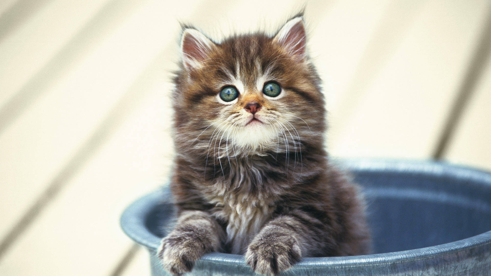 Cute Kitty In Bucket Wallpaper