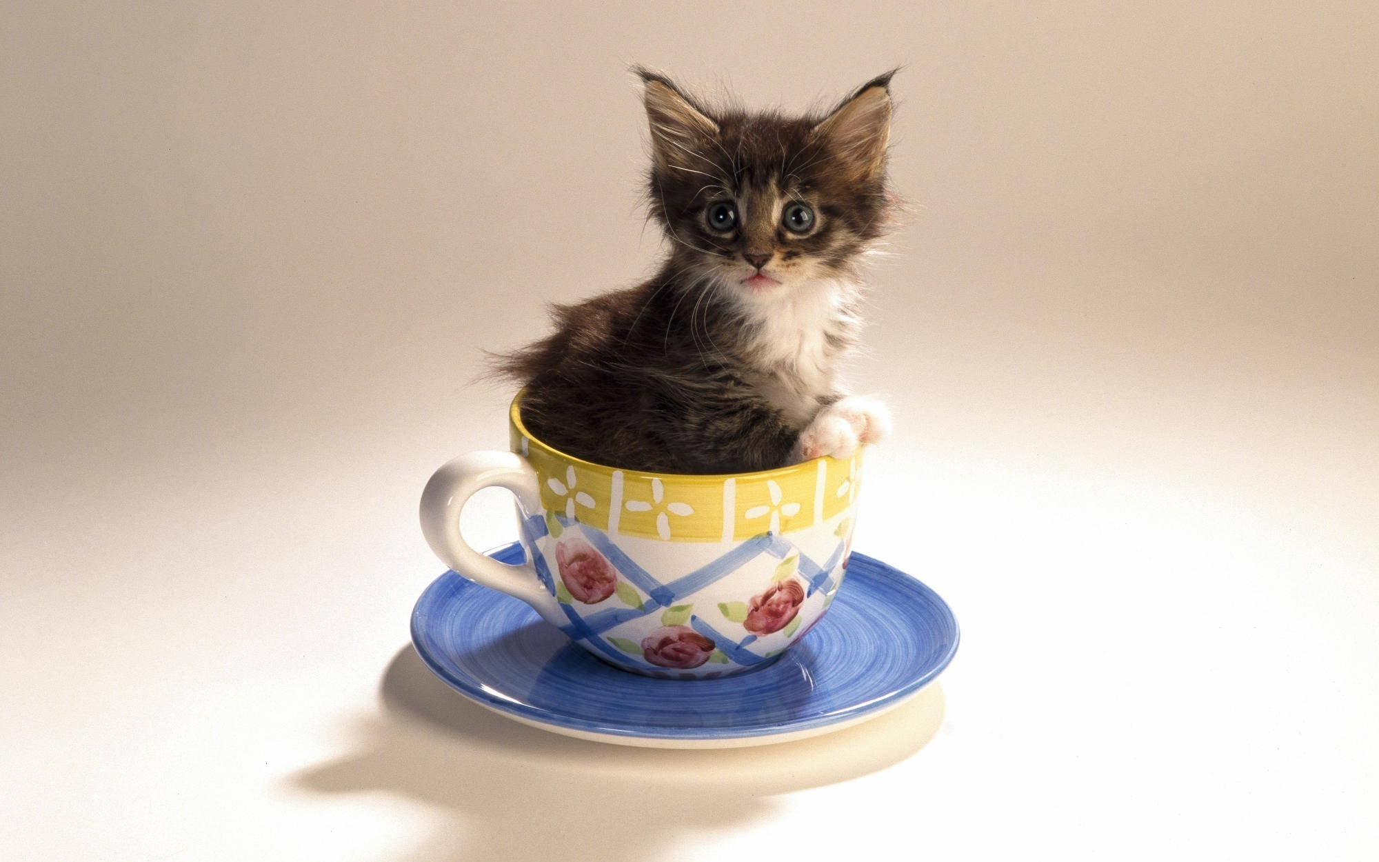 Cute Kitty In Teacup Wallpaper