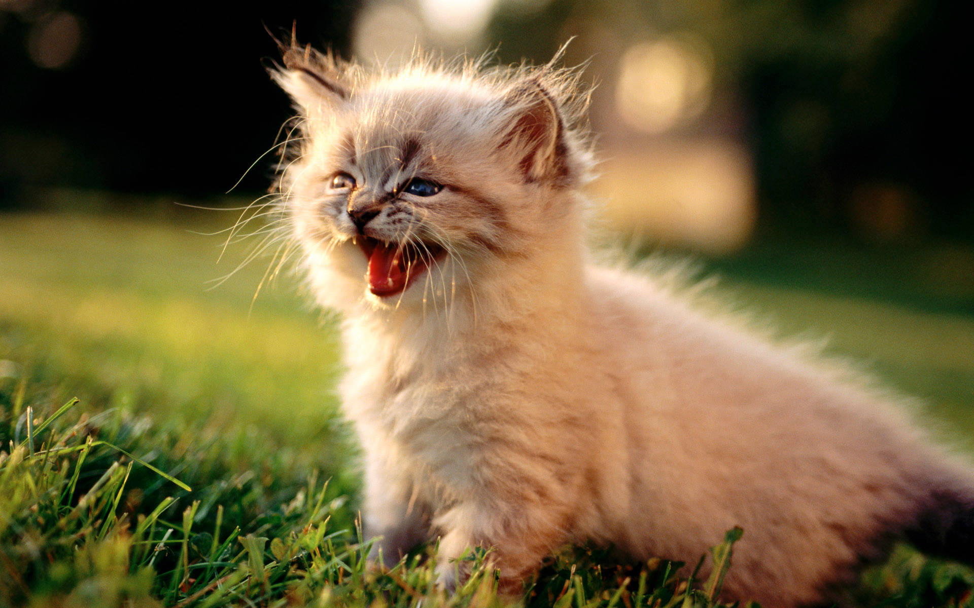 Cute Kitty Meowing In The Field Wallpaper