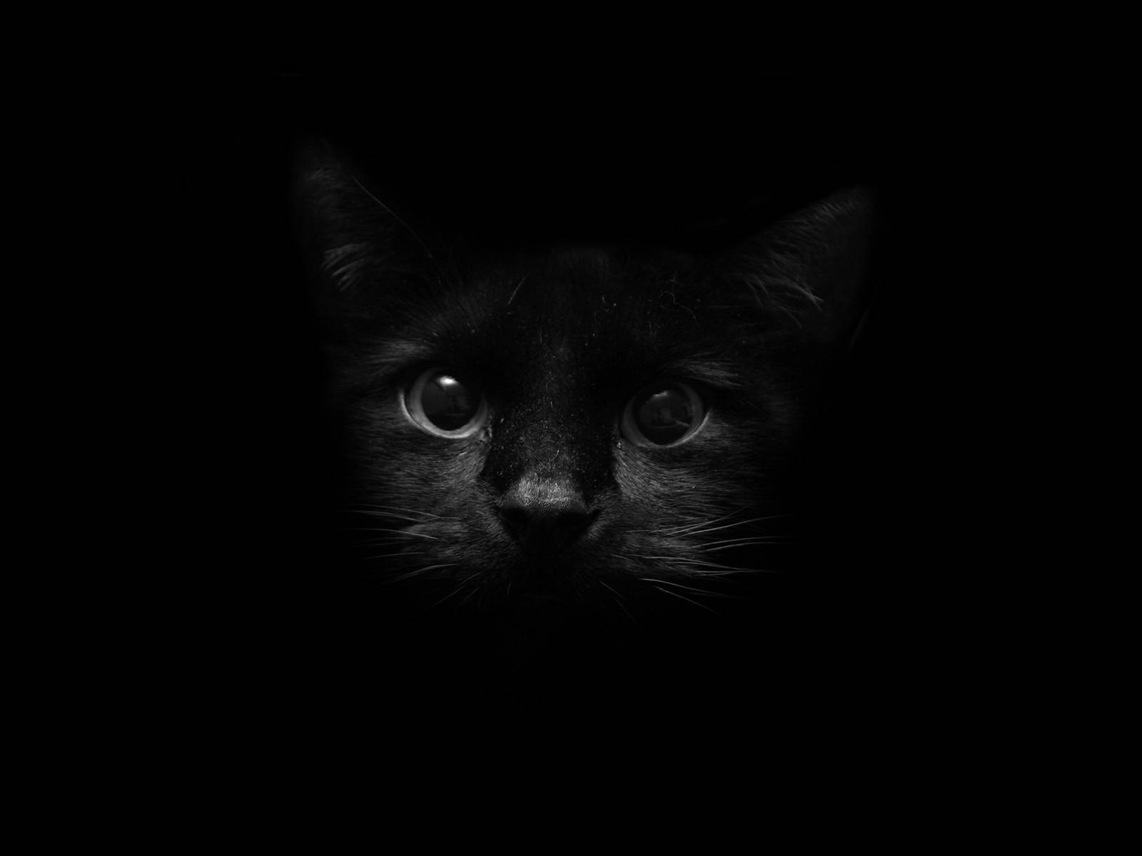 Cute Kitty Minimalistic Screen Art Wallpaper