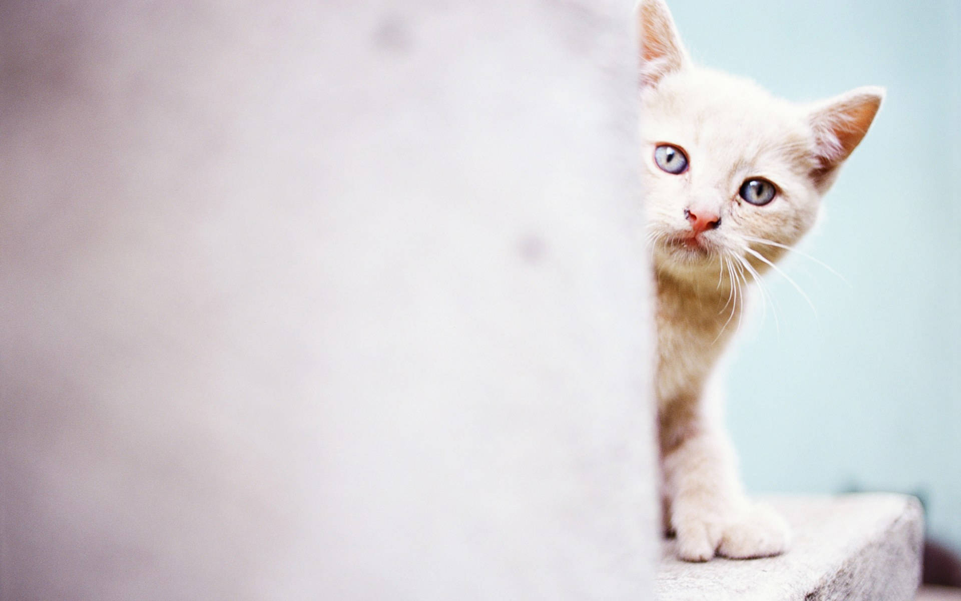 Cute Kitty Playing Hide And Seek Wallpaper