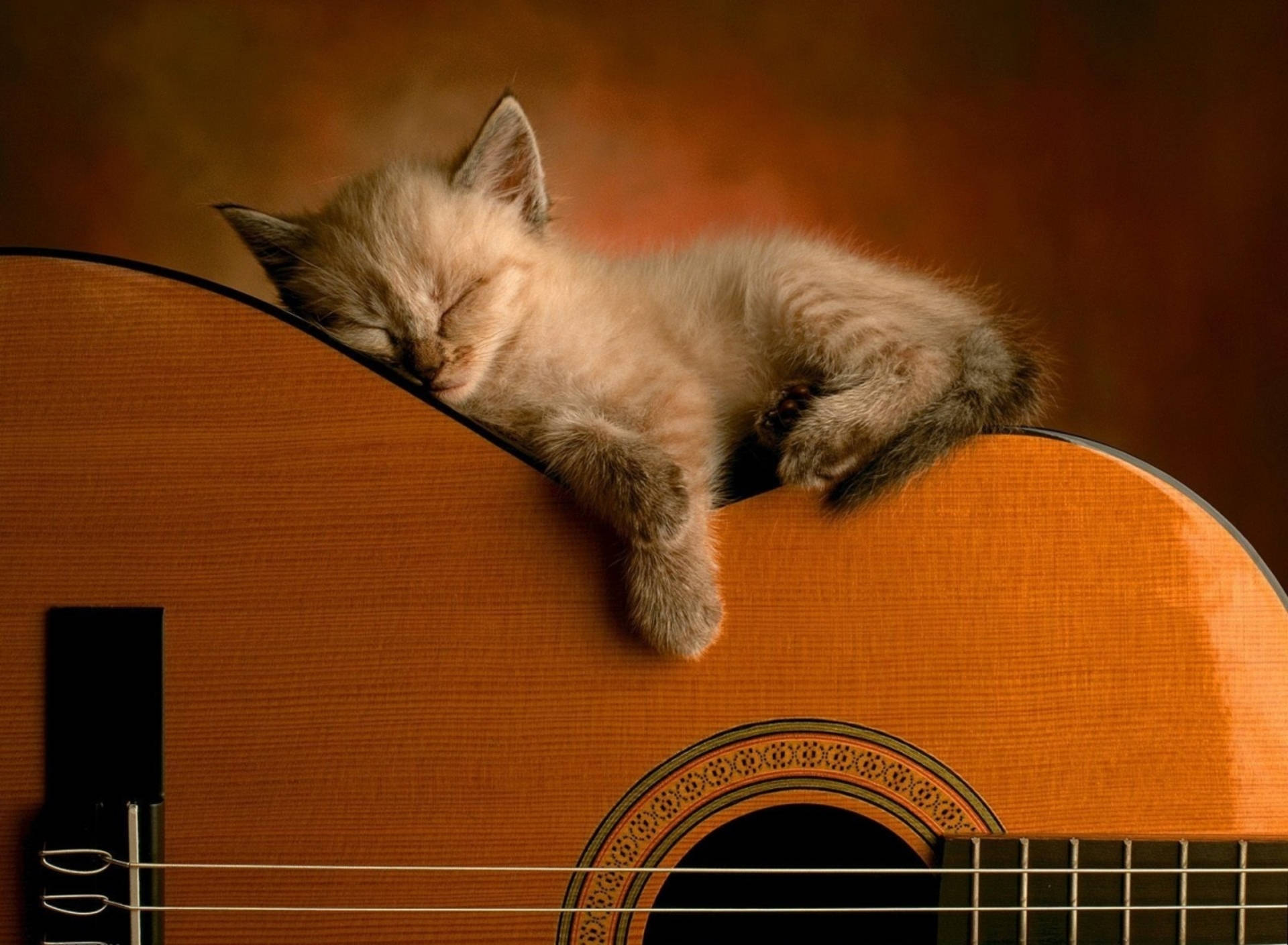 Cute Kitty Sleeping On Guitar Wallpaper