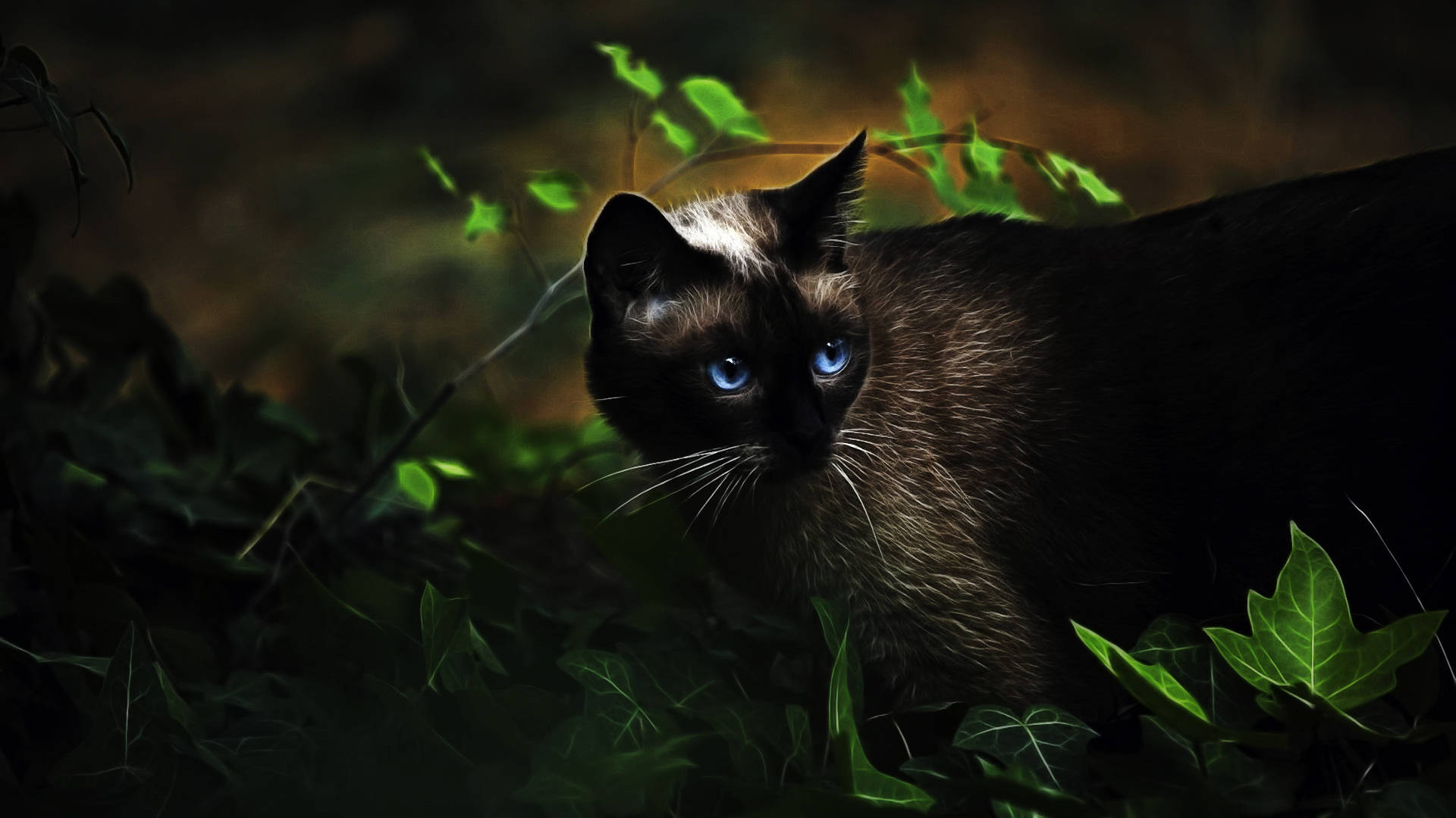 Cute Kitty With Blue Eyes Wallpaper