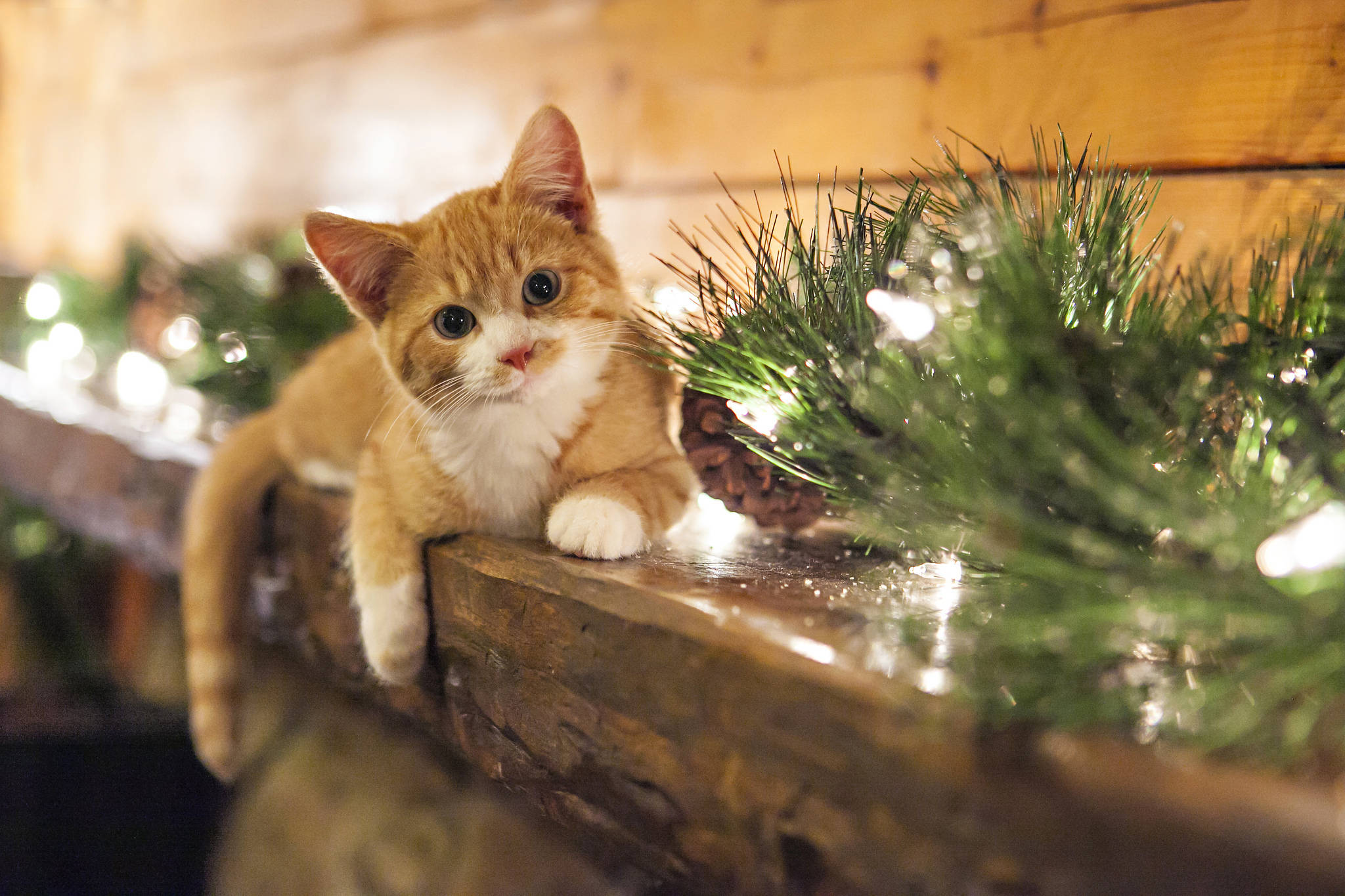 Cute Kitty With Christmas Ornaments Wallpaper