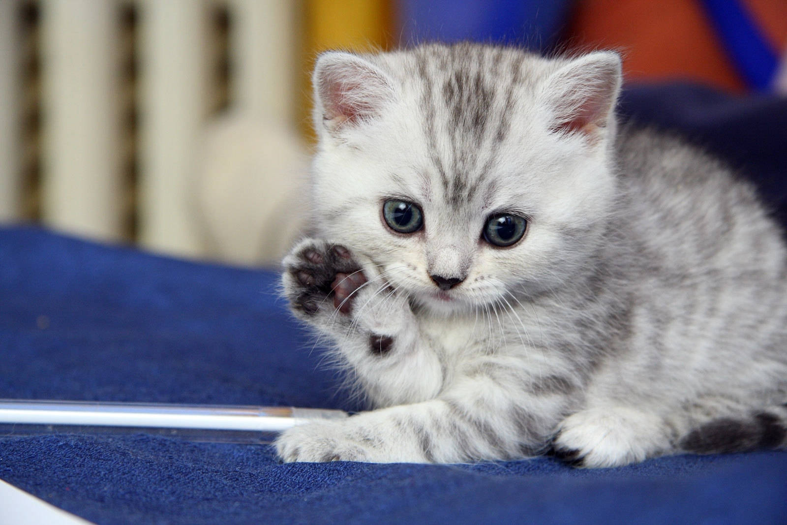 Cute Light Gray Kitten Wallpaper