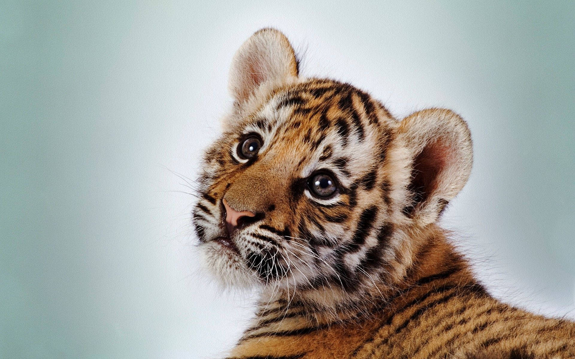 Cute Orange Tiger Cub Wallpaper