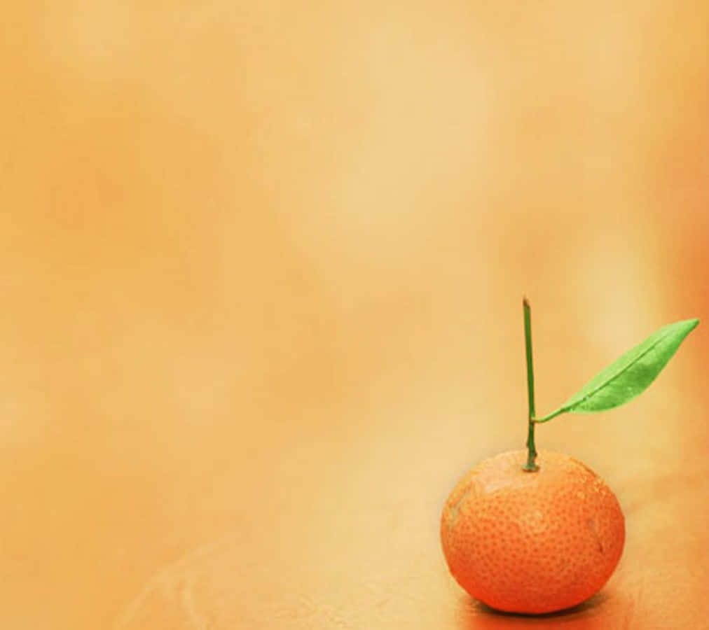 Cute Orange With A Long Stem Wallpaper