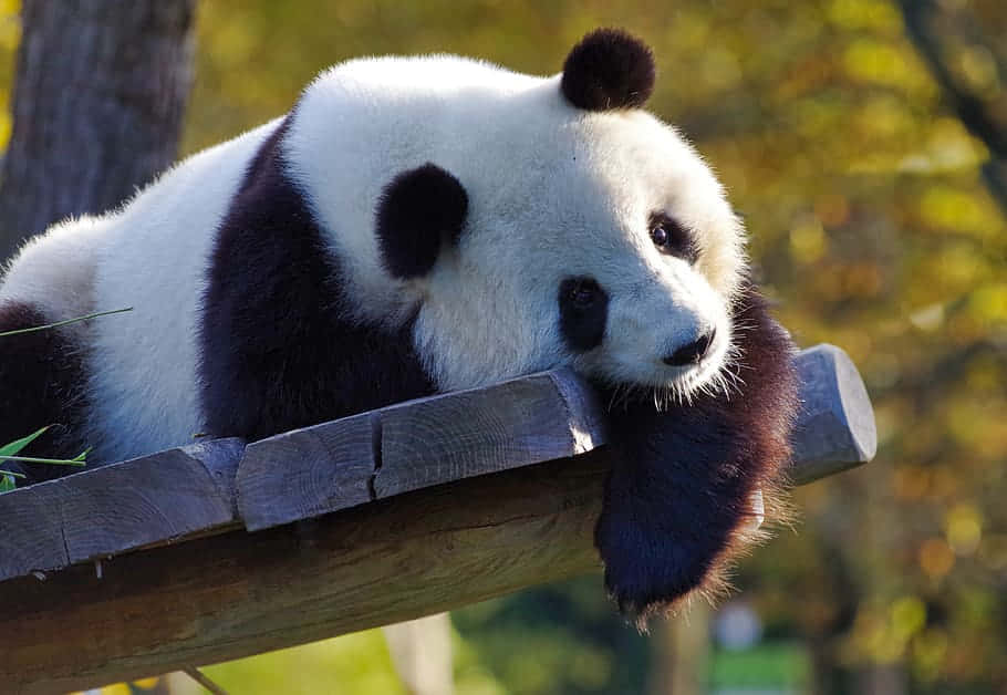 Cute Panda In A Zoo Wallpaper