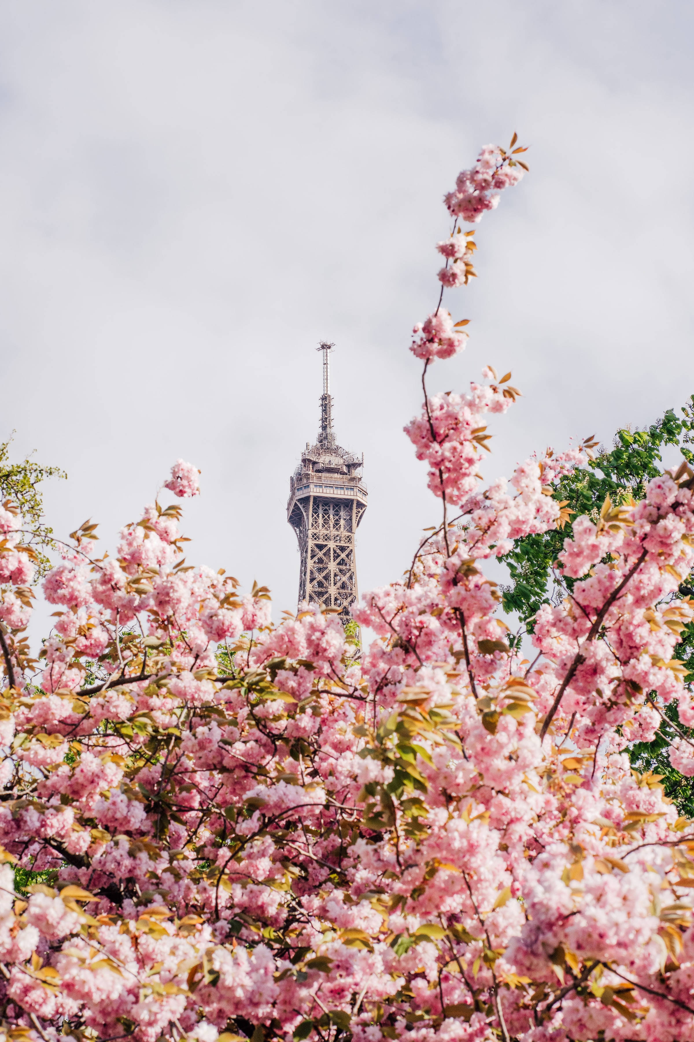 Cute Pink Aesthetic Cherry Blossoms Eiffel Tower Wallpaper
