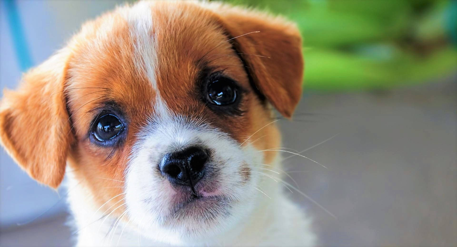 Cute Puppy Baby Face Wallpaper