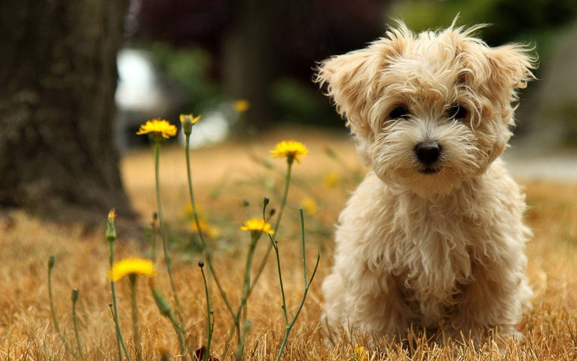 Cute Puppy Beside Yellow Flowers Wallpaper