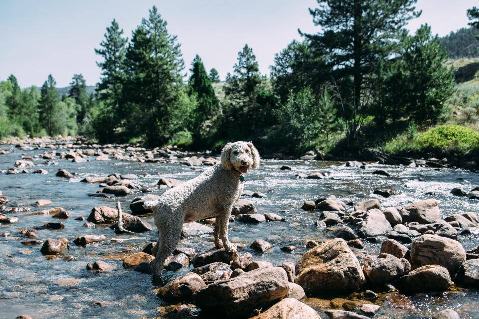 Cute Puppy By The River Wallpaper