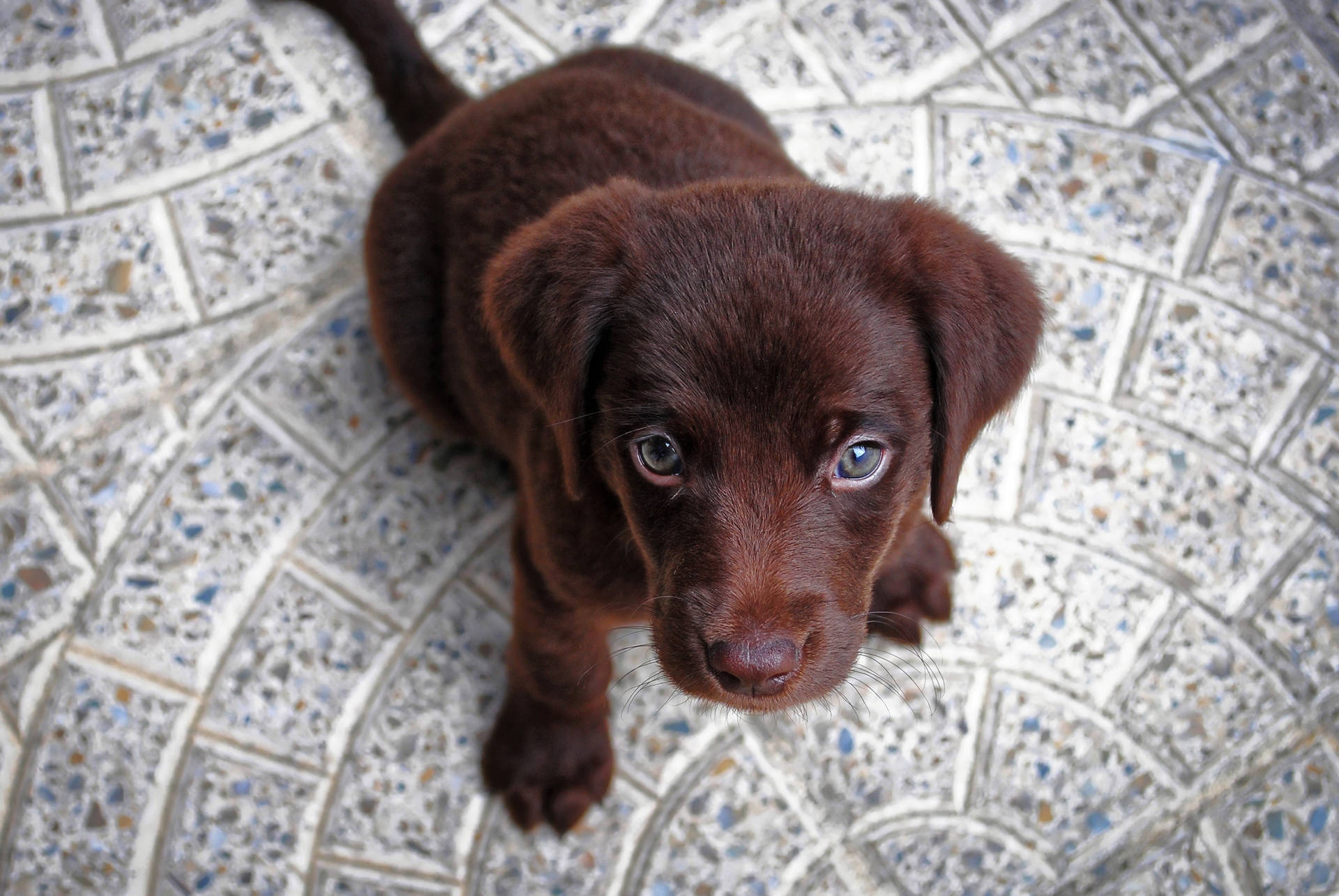 Cute Puppy Chocolate Labrador Wallpaper