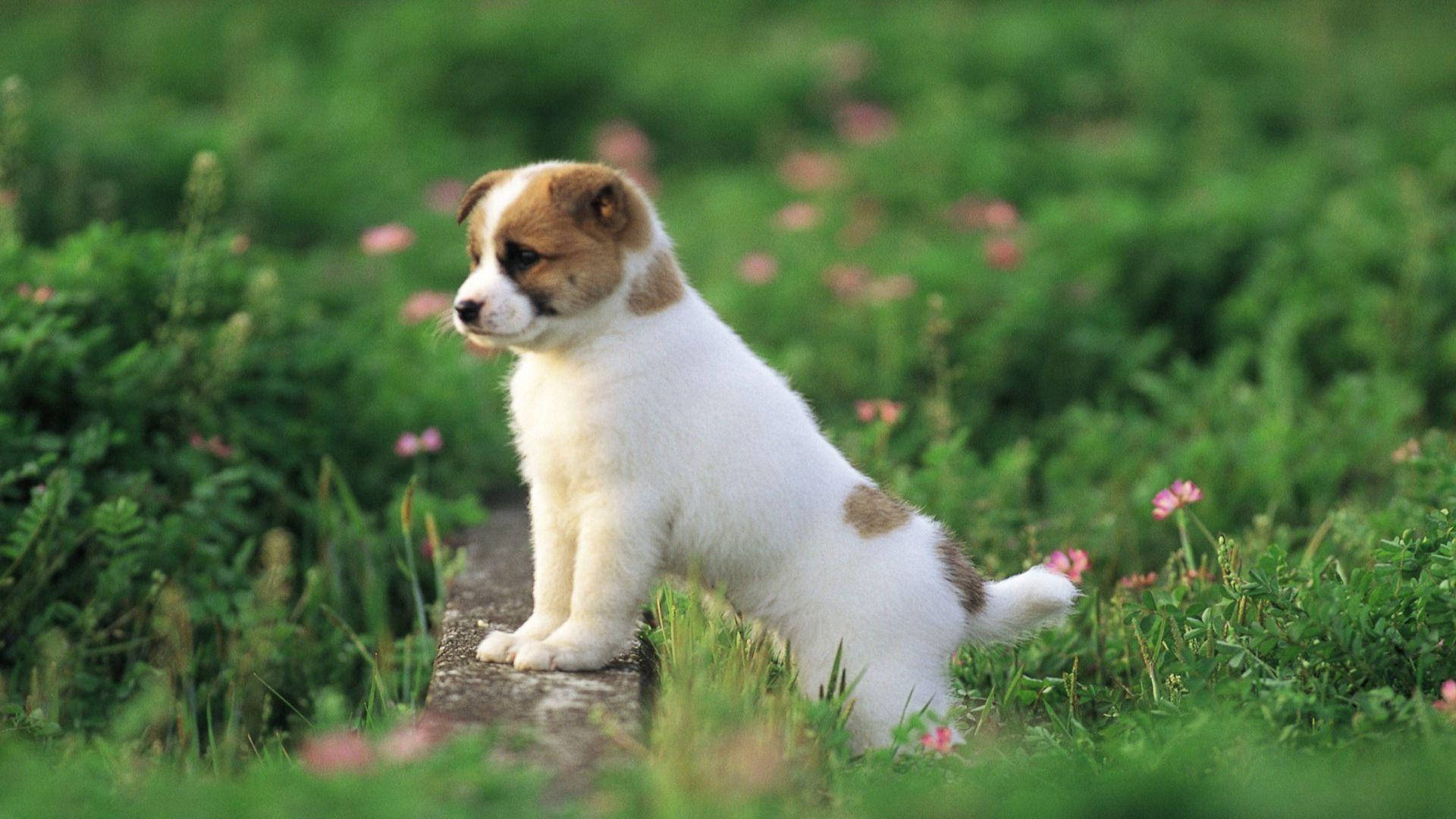 Cute Puppy In Garden Wallpaper