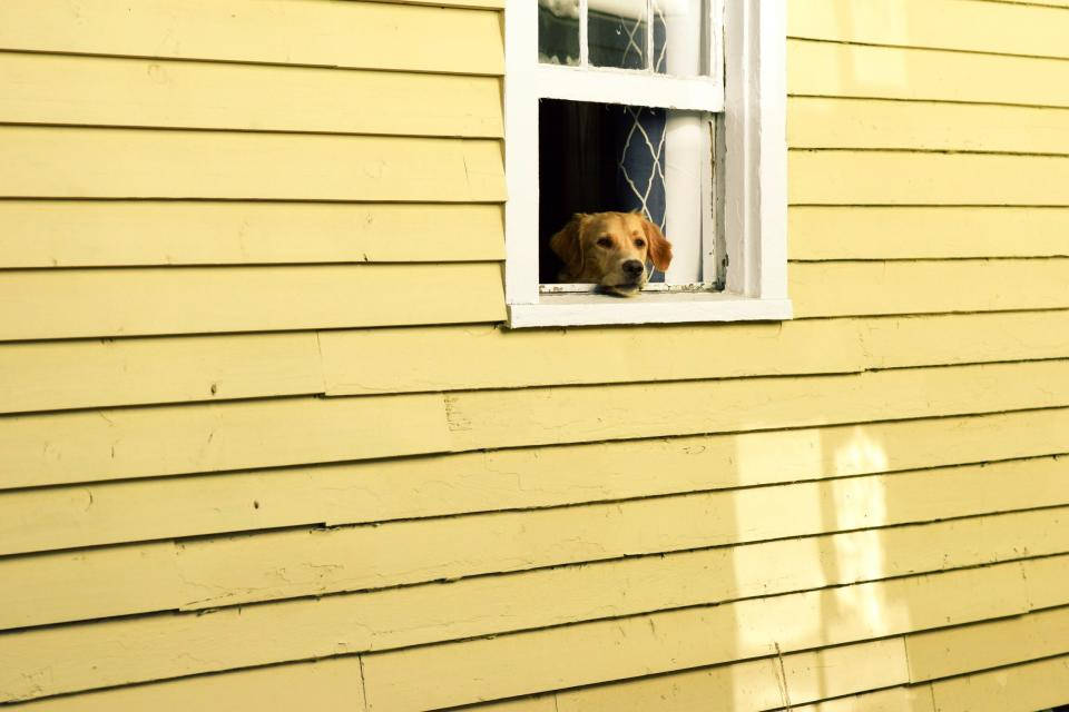 Cute Puppy In The Window Wallpaper