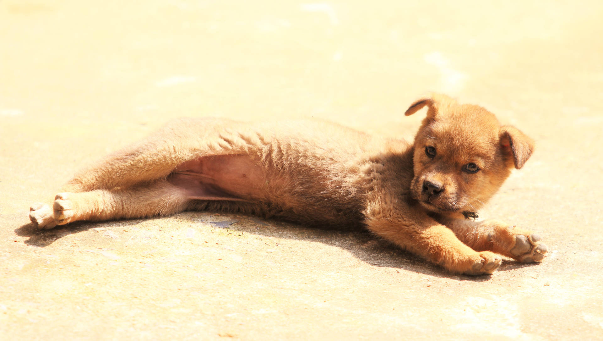 Cute Puppy Lying On The Floor Wallpaper